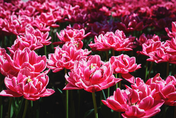 Beautiful double red and white tulip flowers. Spring blooming on a sunny day