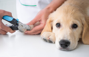 Calm dog during cutting claws procedure in clinic
