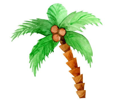 a palm tree with coconuts painted in watercolor, isolated on a white background. An element for summer design