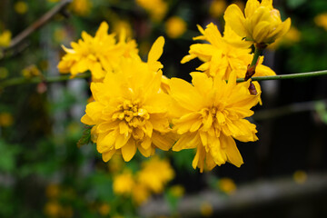 Yellow flowers on the bushes
