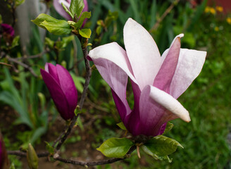 Magnolia. Pink flowers on a tree. Spring background