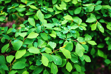 The bush of the Laser trilobum plant after the rain. Drops on the leaves.