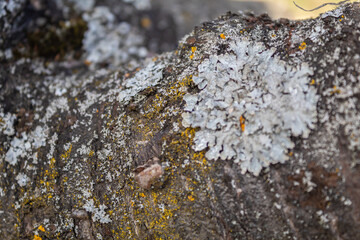 Wood background close up. Bark of a deciduous tree. Macro of wood