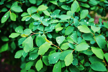 The bush of the Laser trilobum plant after the rain. Drops on the leaves.