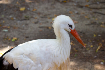 Obraz premium Wild white stork in the summer park