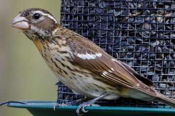 Close up of a female Rose-breasted Grosbeak (Pheucticus ludovicianus) also known as a Cut-throat, perched on a bird feeder during spring. Selective focus, background blur and foreground blur.
