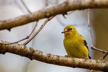 Fototapeta premium Close up of an American Goldfinch (Spinus tristis) perched on a tree limb during spring. Selective focus, background blur and foreground blur. 