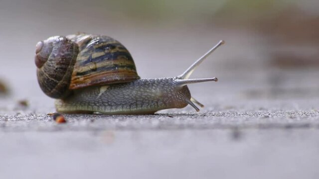 Slow large garden snail, escargot or grapevine snail traveling with slow motion speed as mollusc and gastropod on slime over stones, branches and leaves unstoppable in garden as natural delicious food