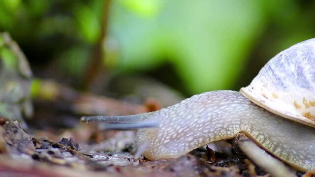 Slow large garden snail, escargot or grapevine snail traveling with slow motion speed as mollusc and gastropod on slime over stones, branches and leaves unstoppable in garden as natural delicious food