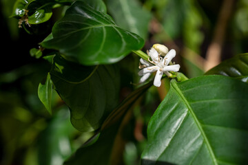 Close up coffee tree blossom with white color flower.