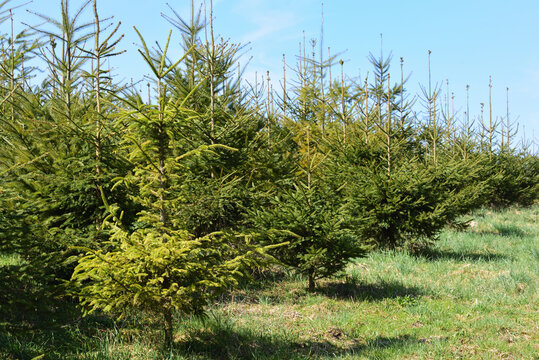 Several young conifers stand in a clearing against a blue sky in landscape format