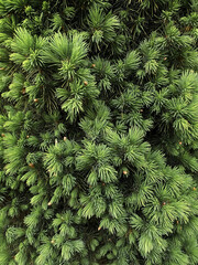 green coniferous vertical background. green Christmas tree