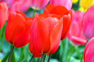 Tulips is a perennial, bulbous plant with showy flowers in the genus Tulipa, of which up to 109 species © Daniel Meunier