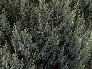 Coniferous dark green background horizontal. conifer