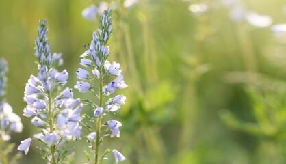 Lilac flowers in a sunny meadow. Veronica.