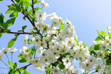Cherry blossoms, cherry blossoms of white color.