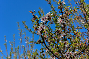 Albero fiori di pesca