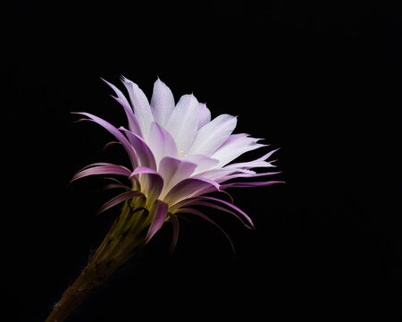 Eroica cactus flower on a plain black background