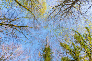 View on the trees in the forest from the bottom to the tree crowns with the blue sky in the backround
