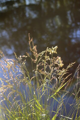 Wild plants growing by near a river, illuminated by warm sunlight. Selective focus.