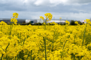 Obraz premium The rapeseed field blooms with bright yellow flowers