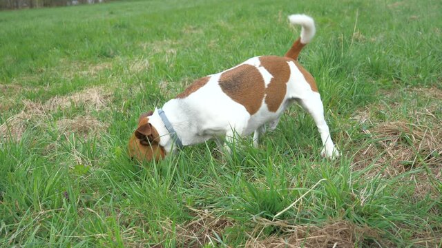 Cute Litte doublecolored Jack Russell Terrier running in the grass field, sniffes and stares into the mouse holes