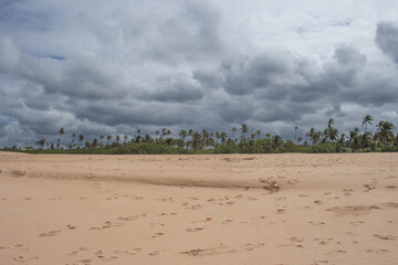 stunning landscape full of coconut trees and sand at the beach in a cloudy day