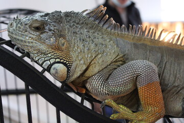 iguana in the zoo.sitting on a cage