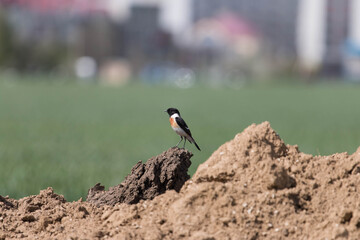 The Siberian stonechat or Asian stonechat is a recently validated species of the Old World flycatcher family.