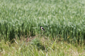 The Siberian stonechat or Asian stonechat is a recently validated species of the Old World flycatcher family.