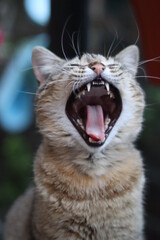 portrait of a cat