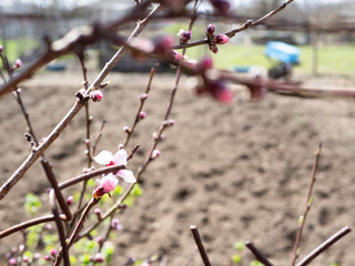 pink flowers of peach tree and garden in spring