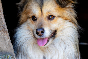 Closeup portrait of cute mutt dog. The muzzle of a mongrel with red hair