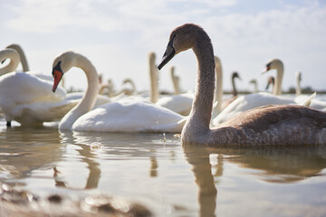 Beautiful white swan flock floating in the lake.