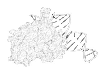 3D rendering as a line drawing of a molecule. The processing of repetitive extragenic palindromes: the structure of a repetitive extragenic palindrome bound to its associated nuclease.