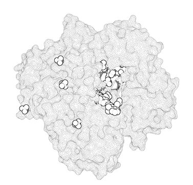 3D rendering as a line drawing of a molecule. Structures of KOD and 9N DNA Polymerases Complexed with Primer Template Duplex