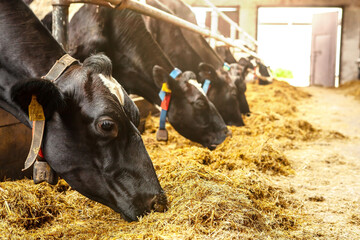 Cows in the barn eating hay, head of a cow, close-up. Milk production on a dairy farm.
