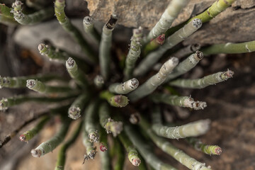 Candelilla