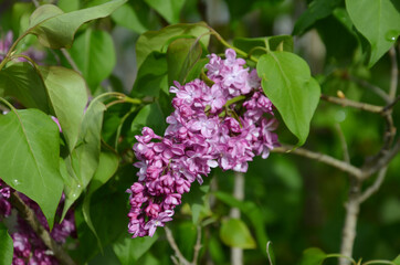 Fototapeta na wymiar lilac after rain, blooming terry lilac