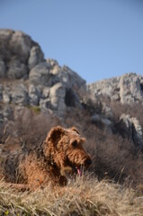 lion in the mountains