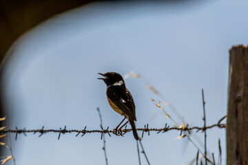 blackbird on a branch