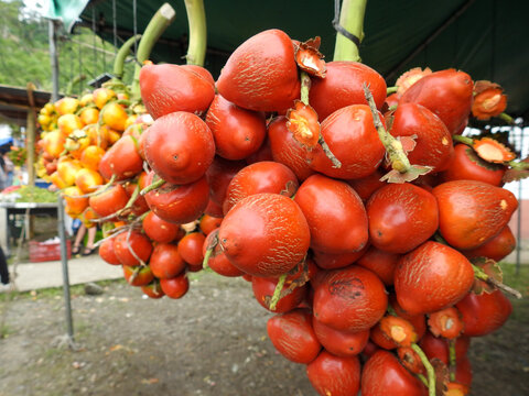 piba pejibaye pixbae or chontaduro, many names