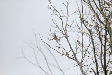 Pajaro