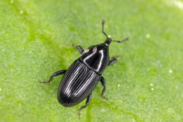 Melanobaris laticollis (formerly Baris). The larvae of this beetle from the weevil family damage cultivated plants of the cabbage family: radish, rapeseed, cabbage, cauliflower, broccoli and others.