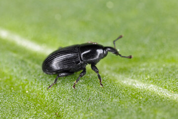 Melanobaris laticollis (formerly Baris). The larvae of this beetle from the weevil family damage cultivated plants of the cabbage family: radish, rapeseed, cabbage, cauliflower, broccoli and others.