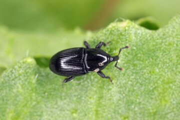 Melanobaris laticollis (formerly Baris). The larvae of this beetle from the weevil family damage cultivated plants of the cabbage family: radish, rapeseed, cabbage, cauliflower, broccoli and others.