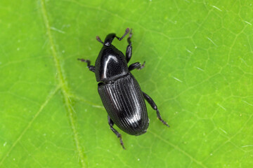 Melanobaris laticollis (formerly Baris). The larvae of this beetle from the weevil family damage cultivated plants of the cabbage family: radish, rapeseed, cabbage, cauliflower, broccoli and others.