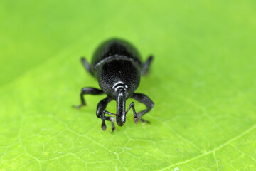 Melanobaris laticollis (formerly Baris). The larvae of this beetle from the weevil family damage cultivated plants of the cabbage family: radish, rapeseed, cabbage, cauliflower, broccoli and others.