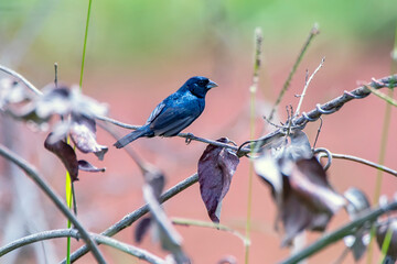 Blue black Grassquit photographed in Chapada dos Veadeiros National Park, Goias. Cerrado Biome. Picture made in 2015.