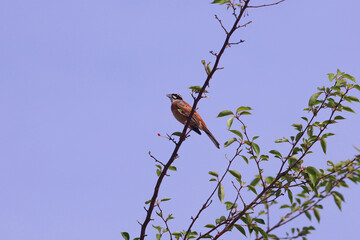 ホオジロのオス